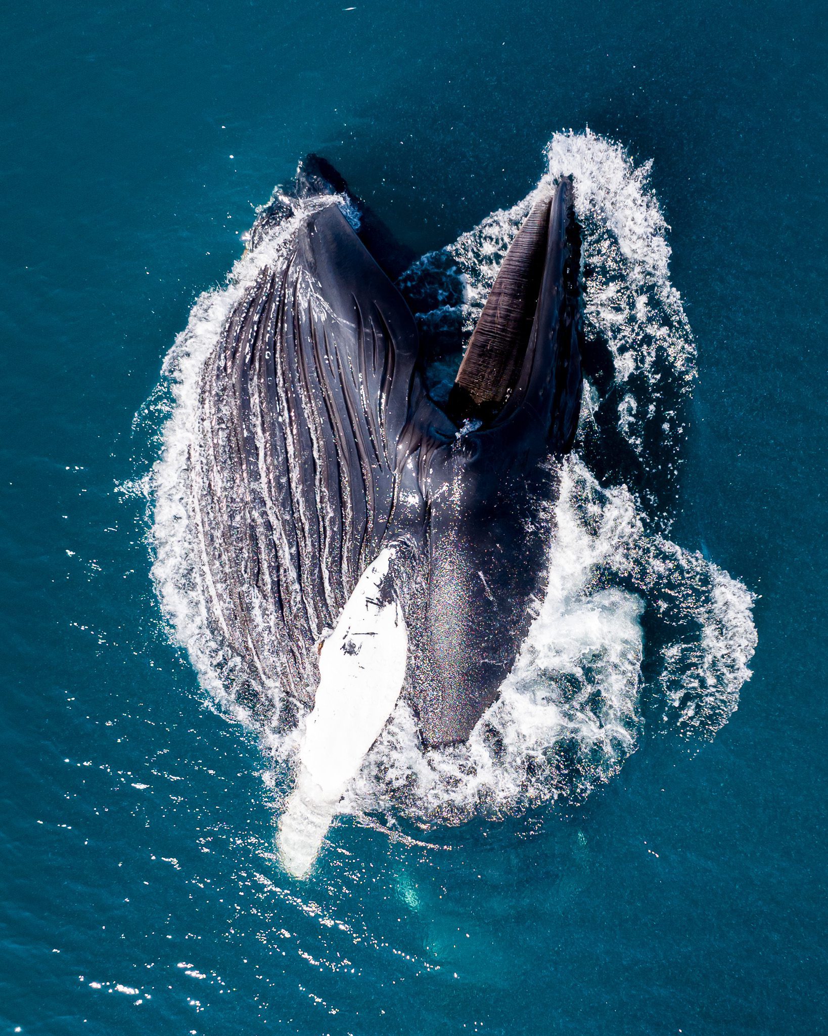 Top-down aerial of a humpback whale rising open-mouthed with a long white pectoral flipper.