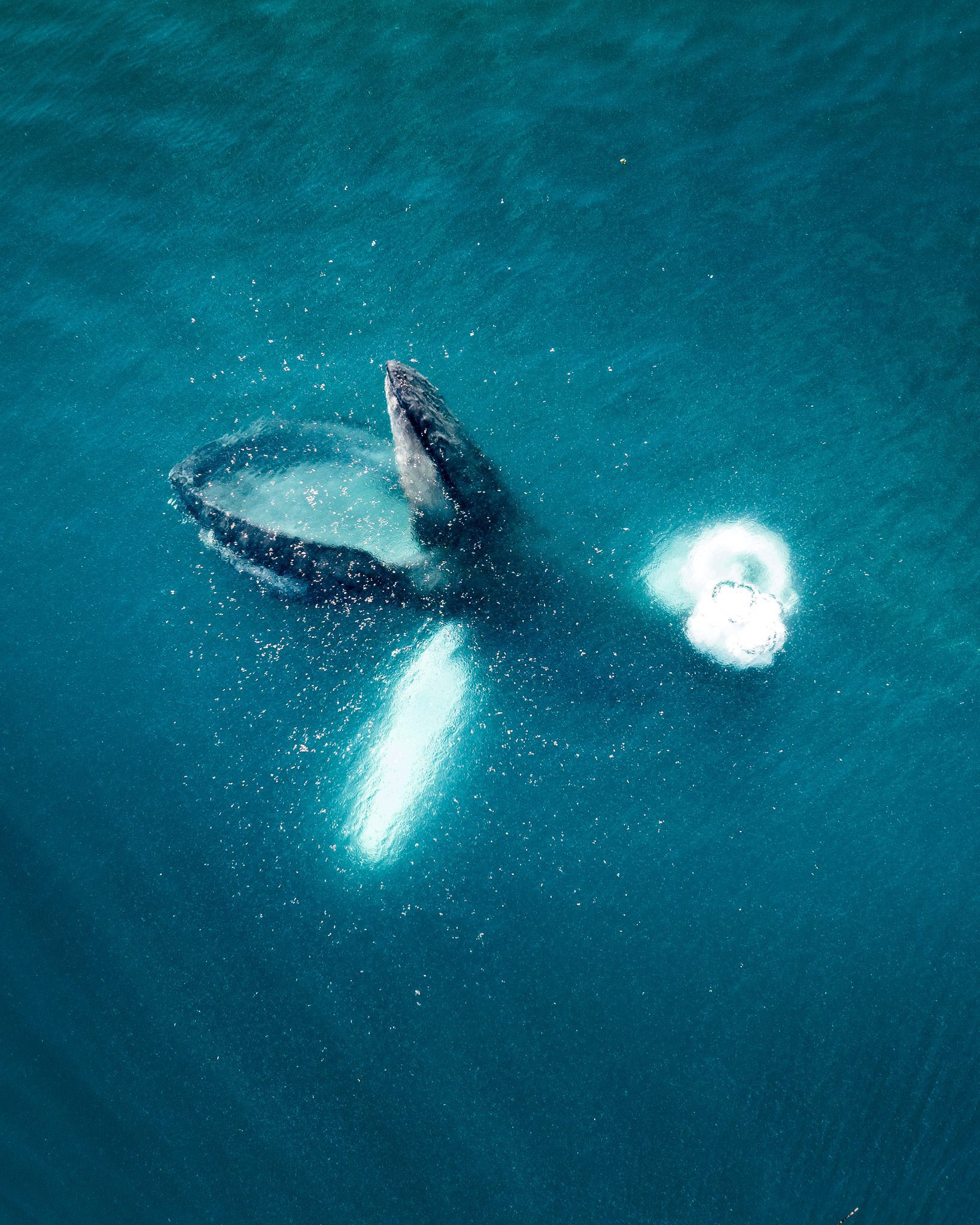 Top-down aerial of a humpback whale twisting near the surface with a bubble cloud beside it.