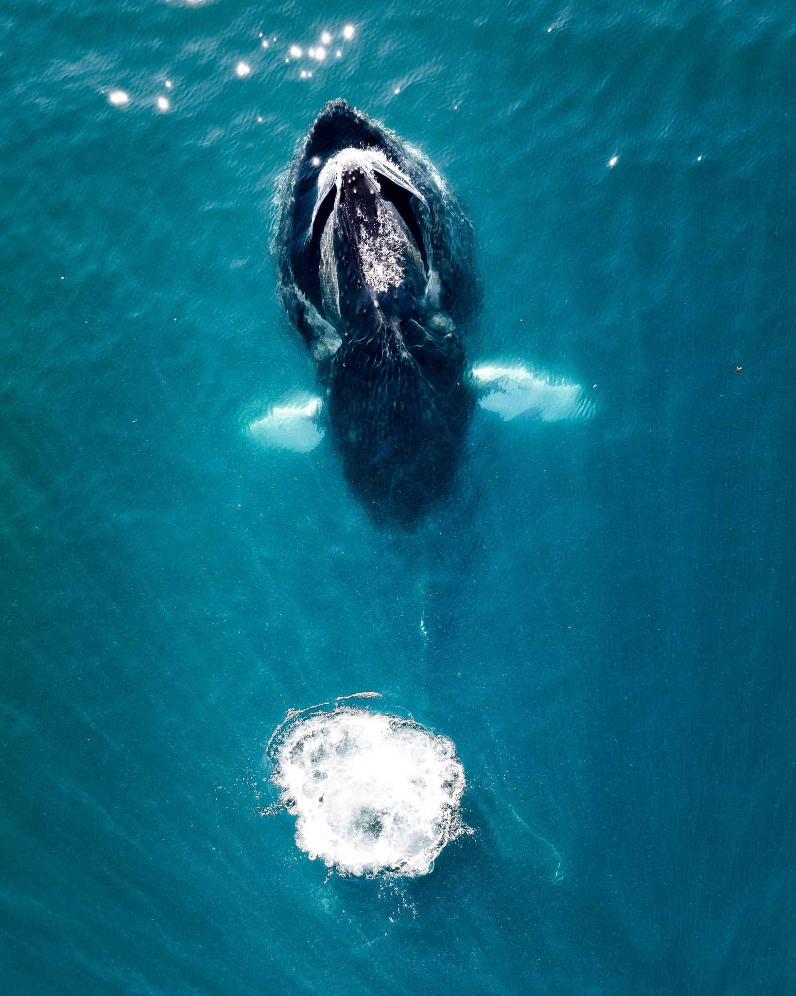 Top-down aerial of a humpback whale lunge-feeding with a bubble ring beside it.
