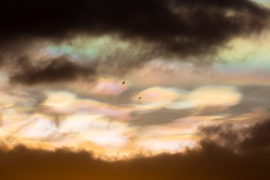 Pastel iridescent polar stratospheric clouds spread across the sky with two distant birds.