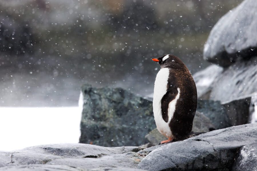 Gentoo penguin in heavy snowfall standing on rocks, head turned and shoulders dusted with flakes.