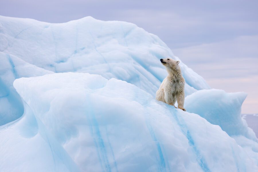 Young polar bear sitting on a blue iceberg, head raised to the lilac Scoresbysund sky.