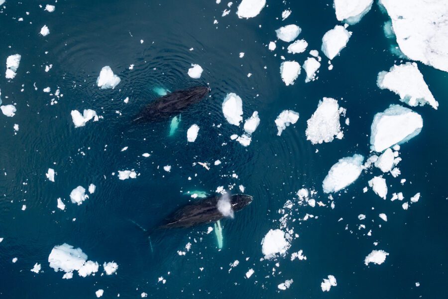 Top-down drone view of two humpback whales surfacing through scattered sea ice, West Greenland.
