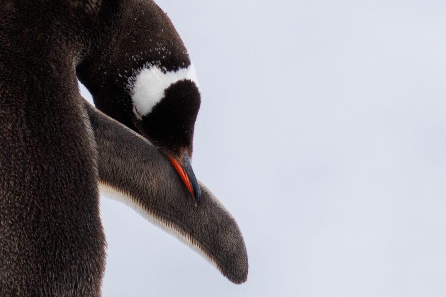 Gentoo penguin preening, head tucked back to its breast, orange beak against dark plumage.